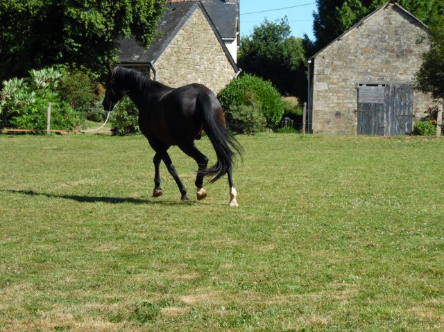 Longe 15 Juillet