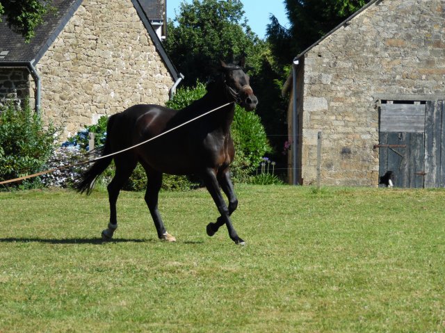 Longe 15 Juillet