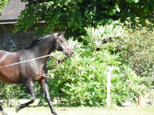 Longe 15 Juillet