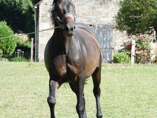 Longe 15 Juillet