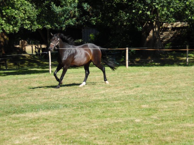 Longe 15 Juillet