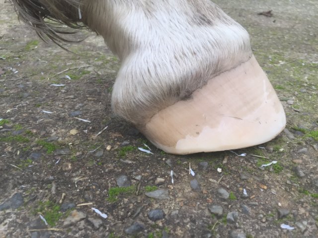 Pieds