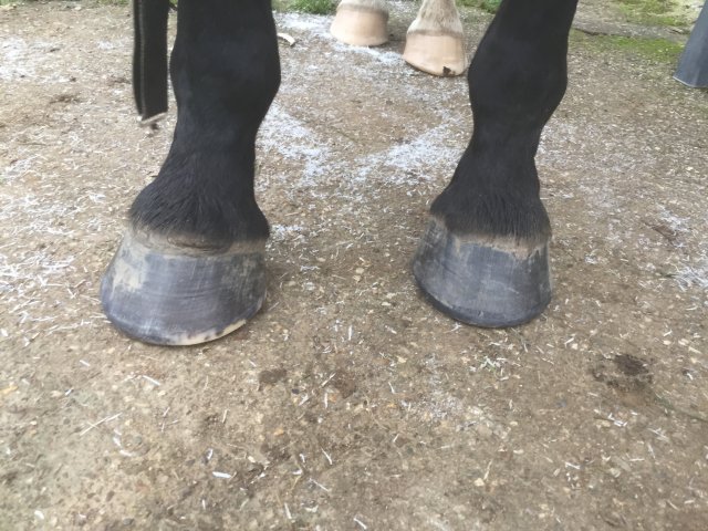 Pieds