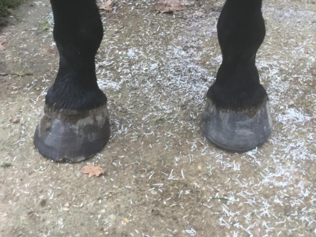 Pieds