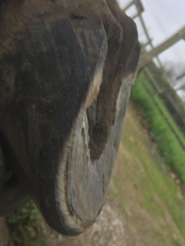 Pieds