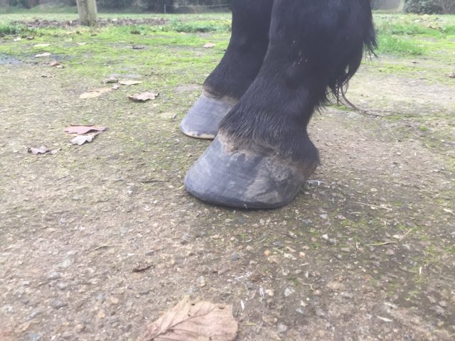 Pieds
