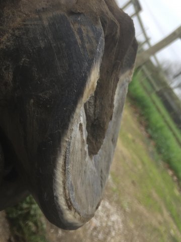 Pieds