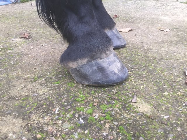 Pieds