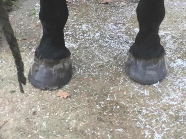 Pieds
