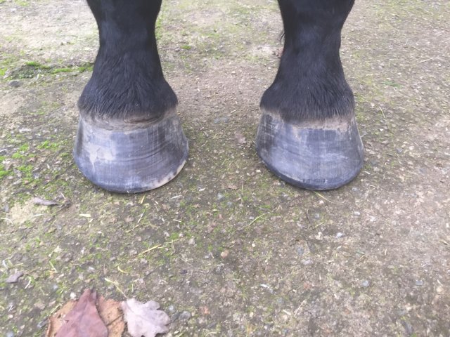 Pieds
