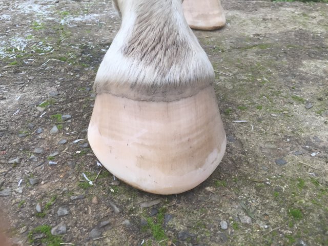 Pieds