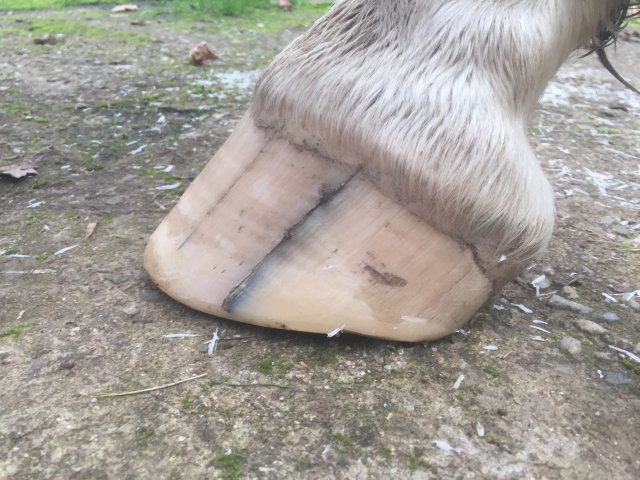 Pieds