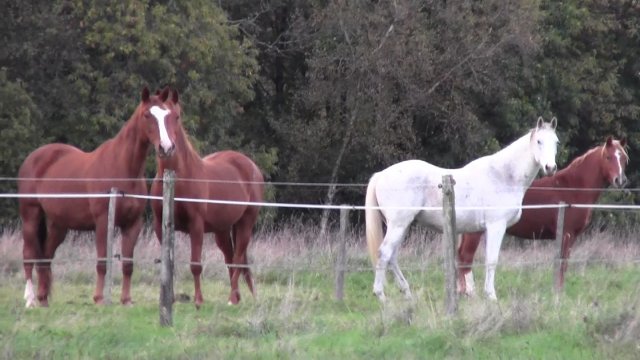 Arrivée à Kerforest