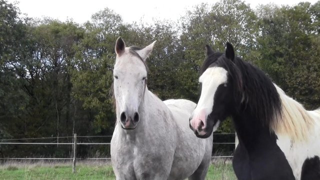 Rencontre de l'Irish et de l'Arabe !