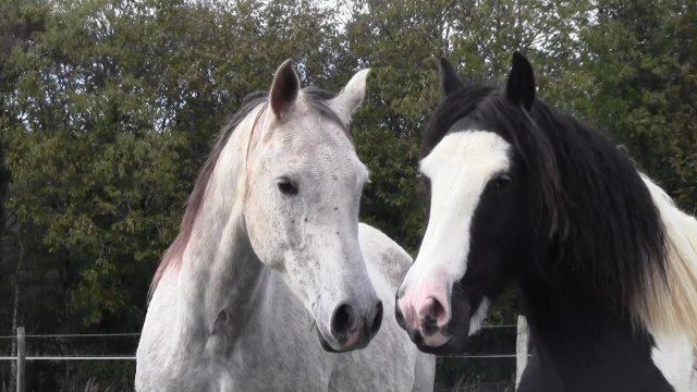 Rencontre de l'Irish et de l'Arabe !