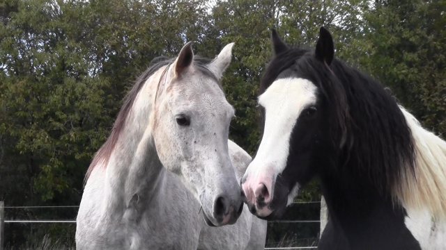 Rencontre de l'Irish et de l'Arabe !