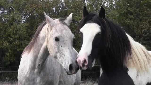 Rencontre de l'Irish et de l'Arabe !