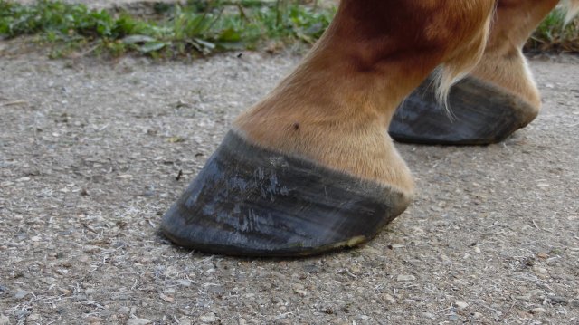 Pieds !