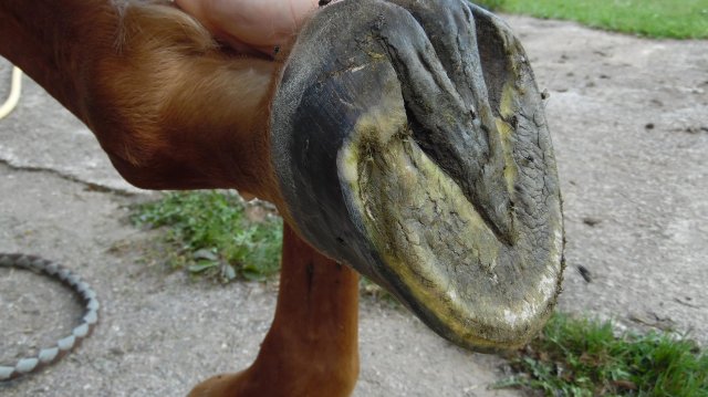 Pieds !