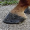 Pieds !